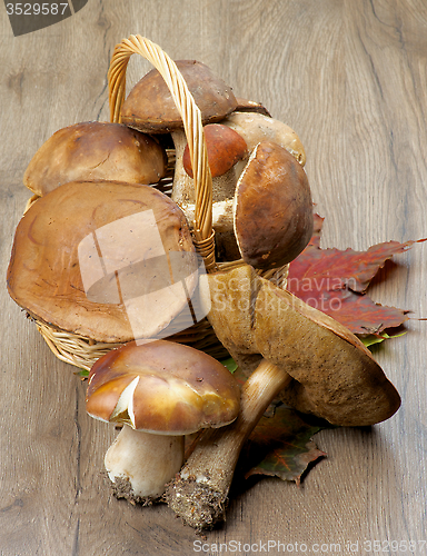 Image of Forest Mushrooms