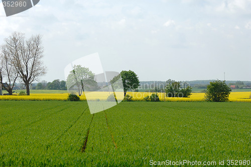Image of Green and yellow fields