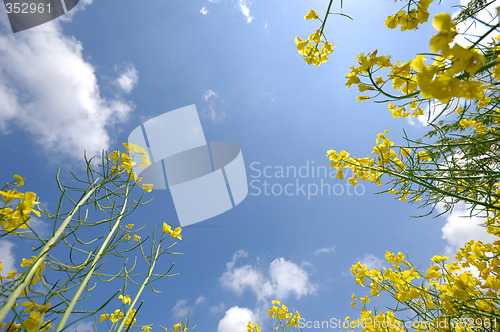 Image of Sky, clouds and yellow rape
