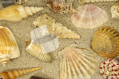 Image of Shells in the sand