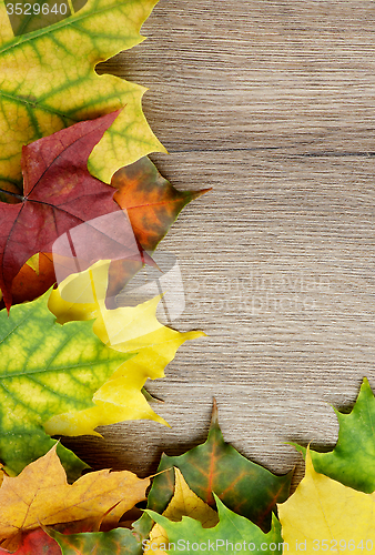 Image of Frame of Autumn Leafs