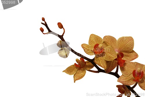 Image of Orchids Isolated