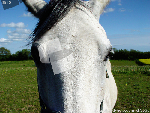 Image of horse eyes