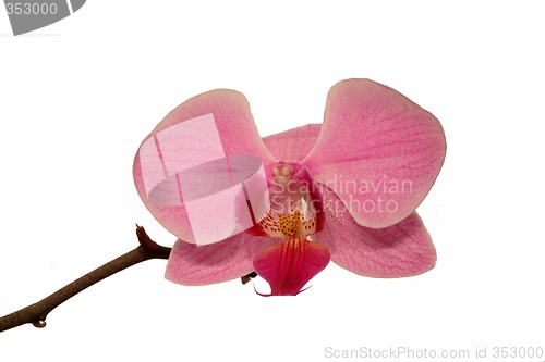 Image of Orchid (Phalaenopsis)