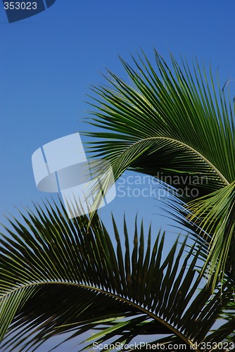 Image of Palm tree branches