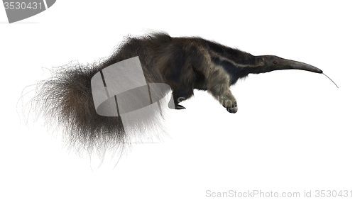 Image of Giant Anteater