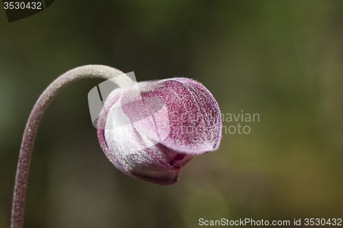 Image of bud