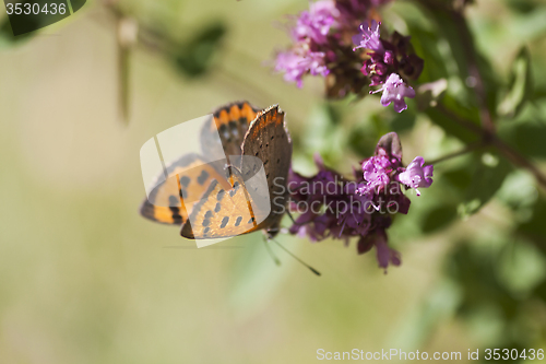 Image of small copper