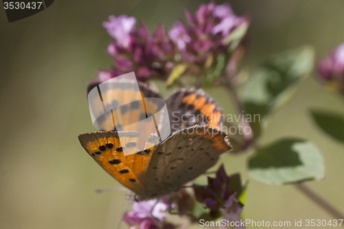 Image of common copper