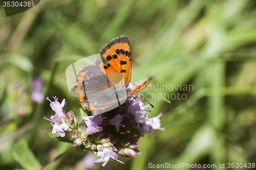 Image of small copper