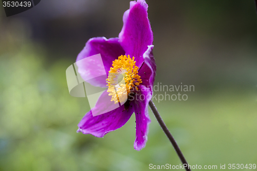 Image of japanese anemone