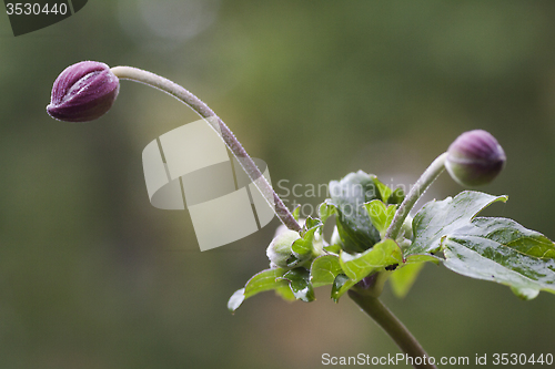 Image of japanese anemone