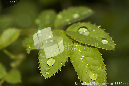 Image of leaf with drops