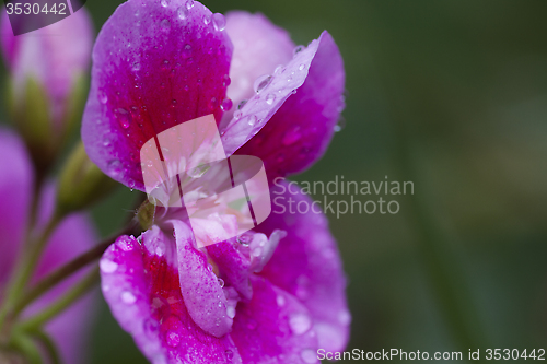 Image of wet flower