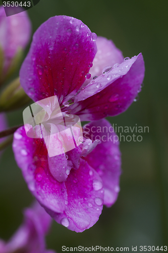 Image of pink flower