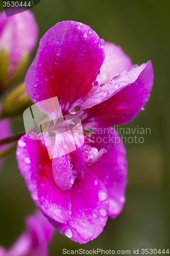 Image of pink flower