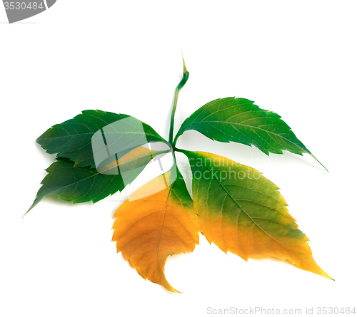 Image of Multicolor autumnal virginia creeper leaf. Isolated on white bac