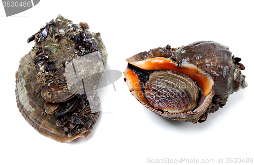 Image of Two veined rapa whelk covered with small mussels