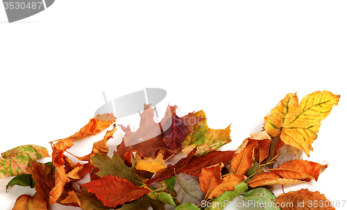 Image of Multicolor autumn dry leafs