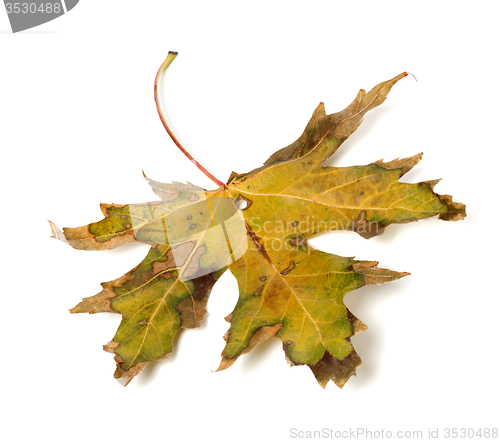 Image of Autumn dry leaf on white background