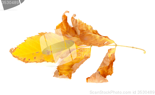 Image of Dried yellow ash-tree leaf