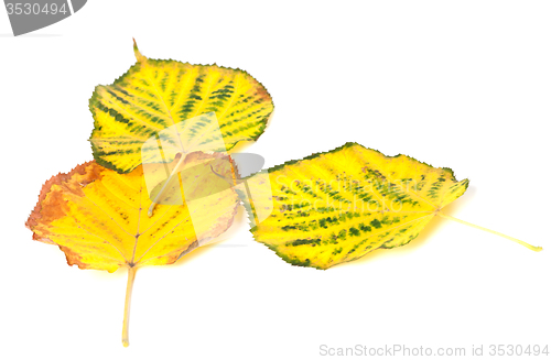 Image of Autumn multicolored leafs on white background