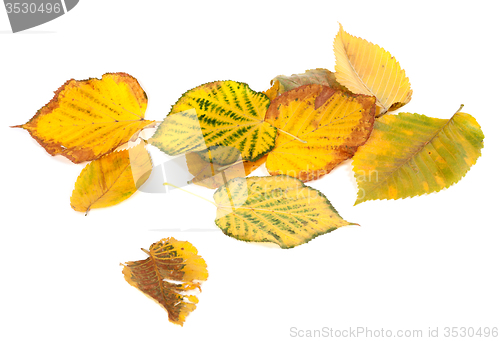 Image of Autumn multicolored leafs
