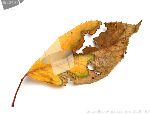 Image of Yellowed dried autumn leaf on white background