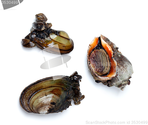 Image of Two river mussels (Anodonta) and veined rapa whelk