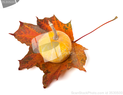 Image of Decorative small pumpkin on autumn maple-leaf