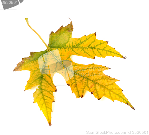 Image of Autumn yellowed leaf on white background