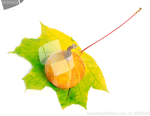 Image of Decorative pumpkin on yellowed maple-leaf on white background