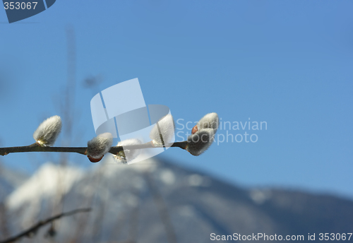 Image of Pussy willow and mountain