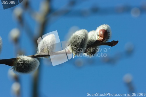 Image of Pussy willow close-up