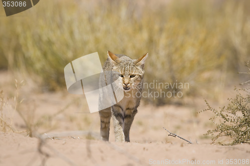 Image of African Wild Cat