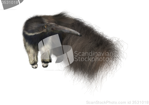 Image of Giant Anteater