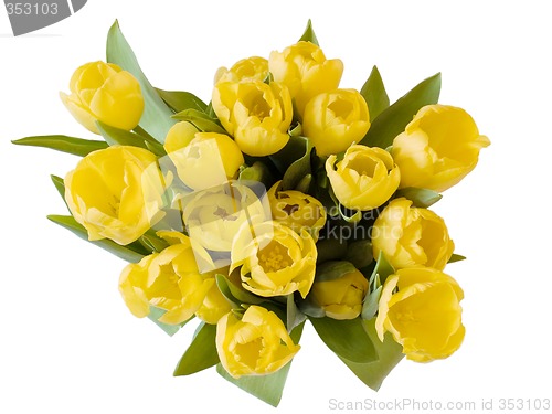 Image of Yellow tulips