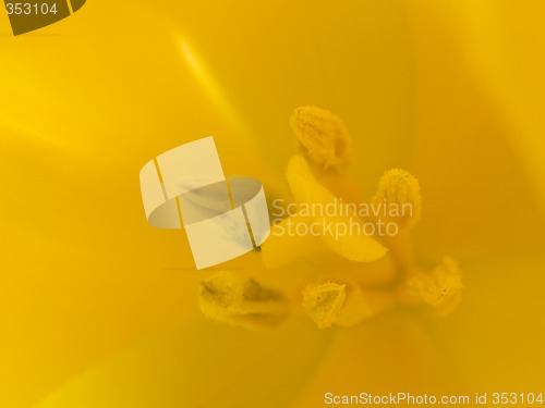 Image of Yellow Tulip