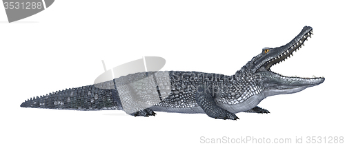 Image of Caiman