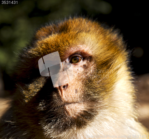 Image of africa in morocco cedar forest the primitive  monkey animal wild