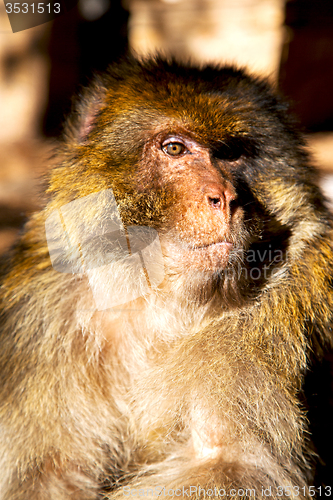Image of   in africa morocco and natural background fauna close up