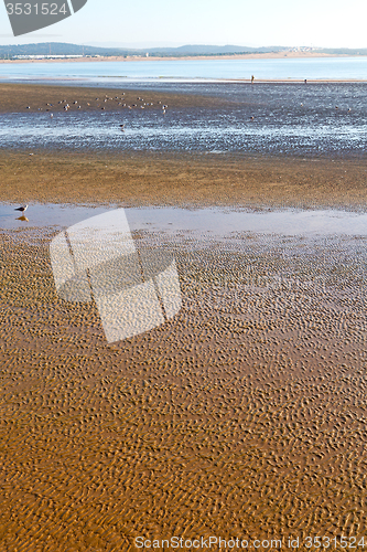 Image of abstract in morocco  sea  and  bird