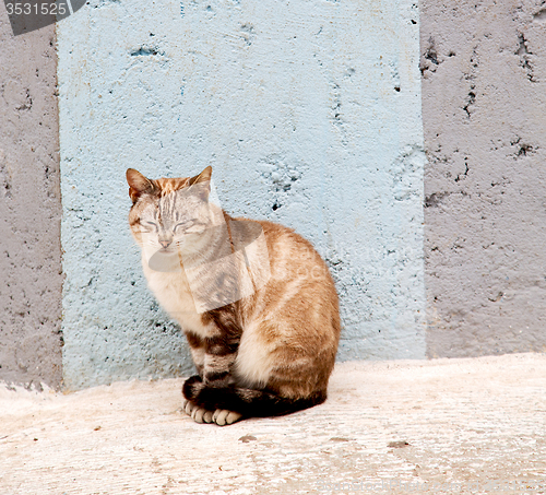 Image of alone cat in africa morocco and house background