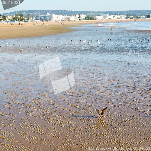 Image of abstract in morocco  sea africa ocean wave and  bird