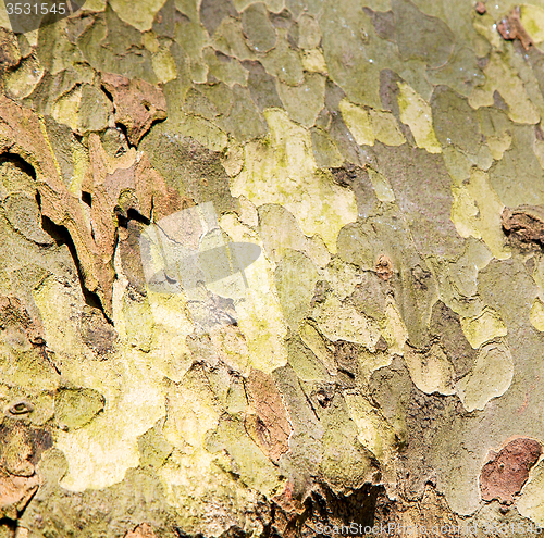 Image of in england london old bark and abstract wood texture