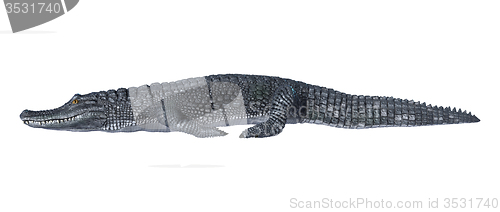 Image of Caiman