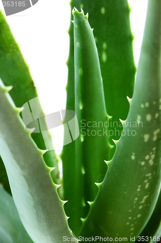 Image of Aloe plant