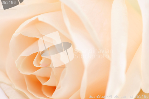 Image of Beige rose