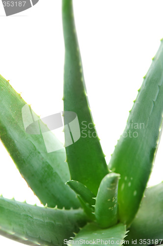 Image of Aloe plant