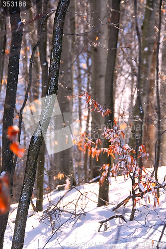 Image of Winter forest